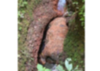 ಪಾಣಾಜೆ: ಕಾಣೆಯಾಗಿದ್ದ ಹಸು: ತೋಟದ ತೋಡಿನಲ್ಲಿ ಶವ ಪತ್ತೆ..!!