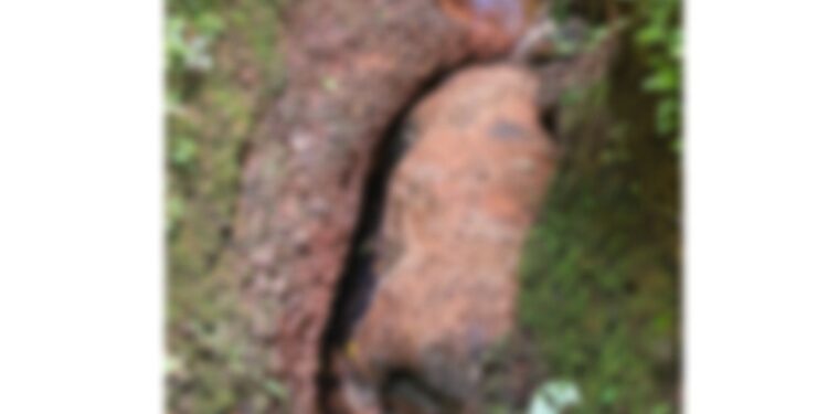 ಪಾಣಾಜೆ: ಕಾಣೆಯಾಗಿದ್ದ ಹಸು: ತೋಟದ ತೋಡಿನಲ್ಲಿ ಶವ ಪತ್ತೆ..!!