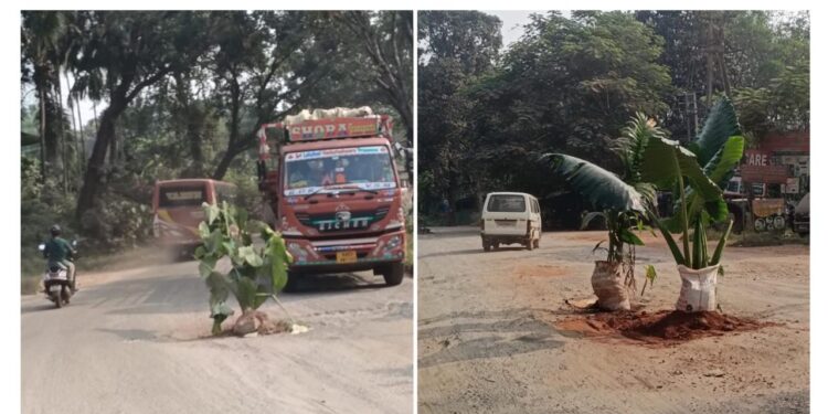 ಮಿಶ್ರಬೆಳೆಯ ತೋಟವಾಗ್ತಿದೆ ಪಿಲಿಗೂಡು to ಉಪ್ಪಿನಂಗಡಿ ರಸ್ತೆ : ಅಡಿಕೆ, ತೆಂಗು, ಬಾಳೆ, ಸುವರ್ಣಗೆಡ್ಡೆ ಗಿಡ ನೆಟ್ಟು ಆಕ್ರೋಶ…!!