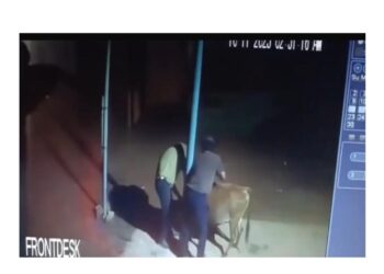 ವಿಟ್ಲ: ಸೊಸೈಟಿ ಆವರಣದಿಂದ ನಾಲ್ಕು ದನಗಳ ಕಳವು : ಪ್ರಕರಣ ದಾಖಲು..!