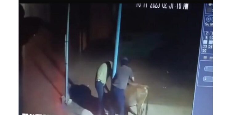 ವಿಟ್ಲ: ಸೊಸೈಟಿ ಆವರಣದಿಂದ ನಾಲ್ಕು ದನಗಳ ಕಳವು : ಪ್ರಕರಣ ದಾಖಲು..!