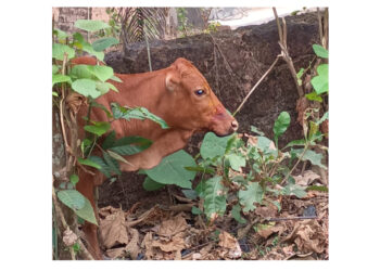 ಅಂಗಡಿ ಮಾಲಕ ಮತ್ತು ದನದಮಾಲಕನ ಮೇಲೆ ಪ್ರಕರಣ ದಾಖಲು..!!!