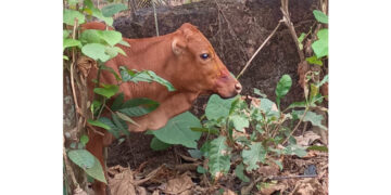ಅಂಗಡಿ ಮಾಲಕ ಮತ್ತು ದನದಮಾಲಕನ ಮೇಲೆ ಪ್ರಕರಣ ದಾಖಲು..!!!