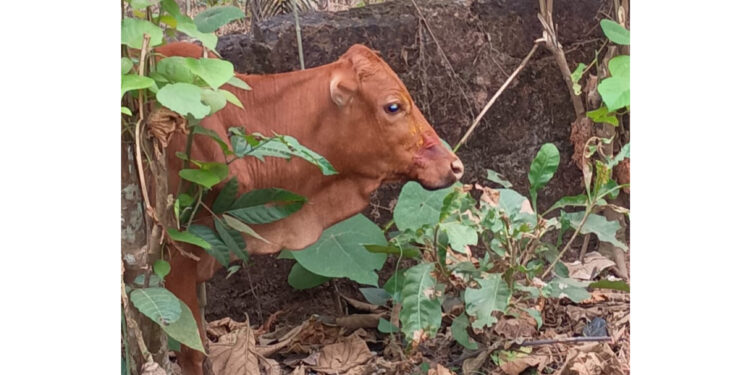 ಅಂಗಡಿ ಮಾಲಕ ಮತ್ತು ದನದಮಾಲಕನ ಮೇಲೆ ಪ್ರಕರಣ ದಾಖಲು..!!!