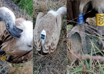 ಟ್ರ‍್ಯಾಕರ್, ಜಿಪಿಎಸ್ ಹೊಂದಿದ್ದ ರಣಹದ್ದು ಪತ್ತೆ..!!