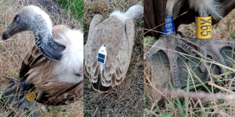 ಟ್ರ್ಯಾಕರ್, ಜಿಪಿಎಸ್ ಹೊಂದಿದ್ದ ರಣಹದ್ದು ಪತ್ತೆ..!!