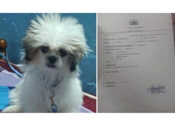 ಪುತ್ತೂರು: ನಾಯಿ ಕಾಣೆ: ಪ್ರಕರಣ ದಾಖಲು…!!