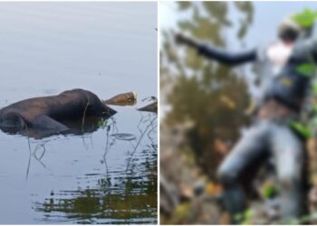 ಉಪ್ಪಿನಂಗಡಿ: ನದಿಯಲ್ಲಿ ಅಪರಿಚಿತ ಶವ ಪತ್ತೆ..!!