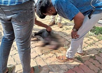 ಪುತ್ತೂರು: ಉದ್ಯೋಗ ಮೇಳದ ವೇಳೆ ಕಟ್ಟಡದ ಮೇಲಿಂದ ಬಿದ್ದು ಮುಳ್ಳುಹಂದಿ ಸಾವು..!!!