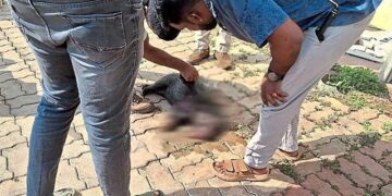 ಪುತ್ತೂರು: ಉದ್ಯೋಗ ಮೇಳದ ವೇಳೆ ಕಟ್ಟಡದ ಮೇಲಿಂದ ಬಿದ್ದು ಮುಳ್ಳುಹಂದಿ ಸಾವು..!!!