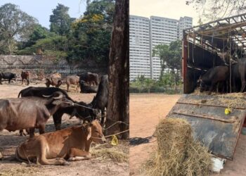 ಮಂಗಳೂರು: ಅಕ್ರಮವಾಗಿ ಸಾಗಿಸುತ್ತಿದ್ದ 34 ಜಾನುವಾರುಗಳ ರಕ್ಷಣೆ; ಮೂವರ ಬಂಧನ..!!