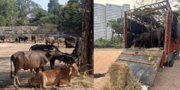 ಮಂಗಳೂರು: ಅಕ್ರಮವಾಗಿ ಸಾಗಿಸುತ್ತಿದ್ದ 34 ಜಾನುವಾರುಗಳ ರಕ್ಷಣೆ; ಮೂವರ ಬಂಧನ..!!