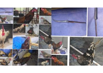 ಅಕ್ರಮ ಕೋಳಿ ಅಂಕಕ್ಕೆ ದಾಳಿ : 6 ಮಂದಿ ಅರೆಸ್ಟ್..!!