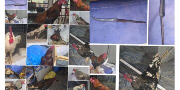 ಅಕ್ರಮ ಕೋಳಿ ಅಂಕಕ್ಕೆ ದಾಳಿ : 6 ಮಂದಿ ಅರೆಸ್ಟ್..!!