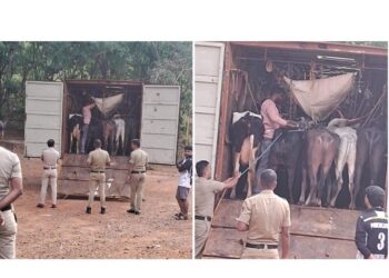 ಅಕ್ರಮ ಜಾನುವಾರು ಸಾಗಾಟ ಪತ್ತೆ: ಕಡಬ ಪೊಲೀಸರಿಂದ ದಾಳಿ, ಓರ್ವ ಬಂಧನ..!!