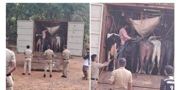 ಅಕ್ರಮ ಜಾನುವಾರು ಸಾಗಾಟ ಪತ್ತೆ: ಕಡಬ ಪೊಲೀಸರಿಂದ ದಾಳಿ, ಓರ್ವ ಬಂಧನ..!!