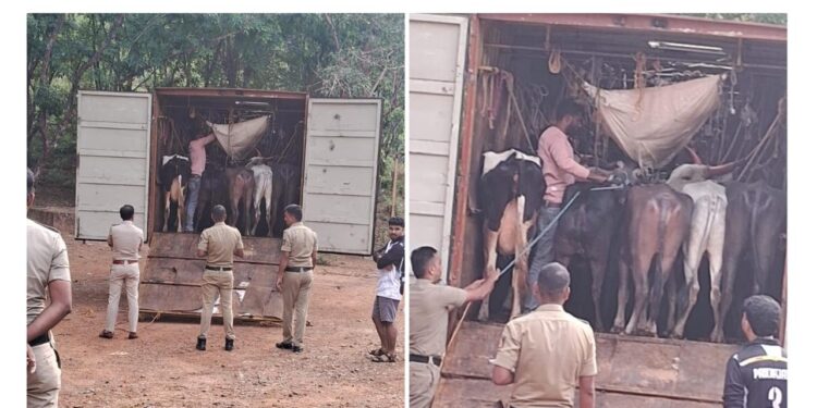 ಅಕ್ರಮ ಜಾನುವಾರು ಸಾಗಾಟ ಪತ್ತೆ: ಕಡಬ ಪೊಲೀಸರಿಂದ ದಾಳಿ, ಓರ್ವ ಬಂಧನ..!!