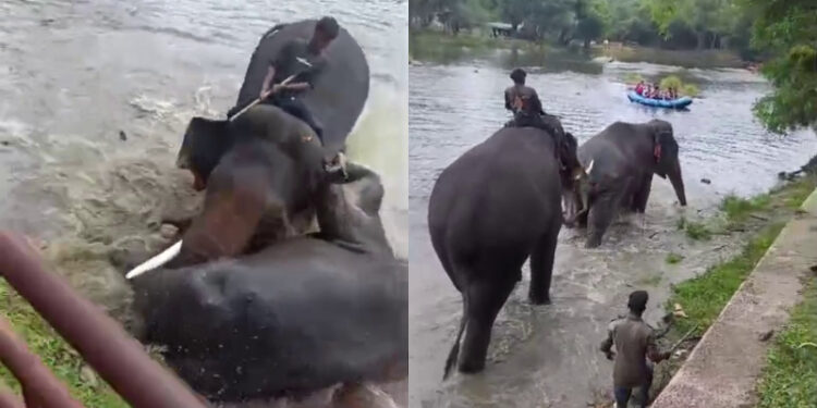 ದುಬಾರೆ ಶಿಬಿರದಲ್ಲಿ ಸಾಕಾನೆಗಳ ಕಾದಾಟದ ವೇಳೆ ಅವುಗಳ ನಡುವೆ ಸಿಲುಕಿ ಮಹಿಳೆ ಸಾವು..!!