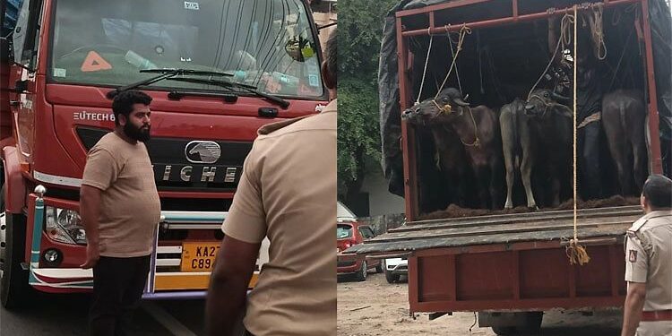 ಅಕ್ರಮವಾಗಿ ಸಾಗಿಸುತ್ತಿದ್ದ 27 ಕೋಣಗಳ ರಕ್ಷಣೆ: ವಾಹನ ವಶ..!!
