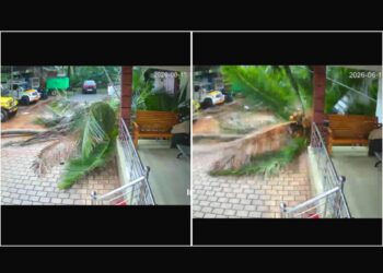 ಅಂಗಳಕ್ಕೆ ಉರುಳಿದ ತೆಂಗಿನ ಮರ; ಕೂದಲೆಳೆಯ ಅಂತರದಲ್ಲಿ ವ್ಯಕ್ತಿ ಪಾರು..!!