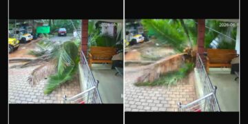 ಅಂಗಳಕ್ಕೆ ಉರುಳಿದ ತೆಂಗಿನ ಮರ; ಕೂದಲೆಳೆಯ ಅಂತರದಲ್ಲಿ ವ್ಯಕ್ತಿ ಪಾರು..!!
