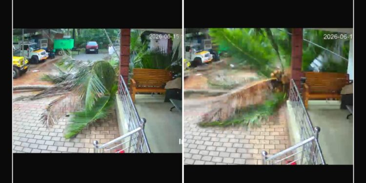 ಅಂಗಳಕ್ಕೆ ಉರುಳಿದ ತೆಂಗಿನ ಮರ; ಕೂದಲೆಳೆಯ ಅಂತರದಲ್ಲಿ ವ್ಯಕ್ತಿ ಪಾರು..!!