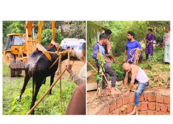 43 ಅಡಿ ಆಳದ ಬಾವಿಗೆ ಬಿದ್ದ ಗರ್ಭಿಣಿ ಹಸು: 5 ಗಂಟೆಗಳ ರೋಚಕ ರಕ್ಷಣಾ ಕಾರ್ಯಾಚರಣೆ: ಫ್ರೆಂಡ್ಸ್ ವಿಟ್ಲ ತಂಡದ ಸಾಹಸಕ್ಕೆ ಶಹಬ್ಬಾಸ್..!