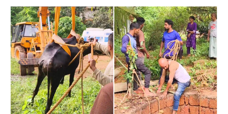 43 ಅಡಿ ಆಳದ ಬಾವಿಗೆ ಬಿದ್ದ ಗರ್ಭಿಣಿ ಹಸು: 5 ಗಂಟೆಗಳ ರೋಚಕ ರಕ್ಷಣಾ ಕಾರ್ಯಾಚರಣೆ: ಫ್ರೆಂಡ್ಸ್ ವಿಟ್ಲ ತಂಡದ ಸಾಹಸಕ್ಕೆ ಶಹಬ್ಬಾಸ್..!