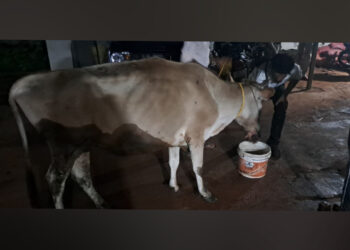 ಅಕ್ರಮ ಗೋಸಾಗಾಟ: ಇಬ್ಬರ ಬಂಧನ, ಜಾನುವಾರು ಹಾಗೂ ವಾಹನ ವಶಕ್ಕೆ…!!