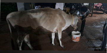 ಅಕ್ರಮ ಗೋಸಾಗಾಟ: ಇಬ್ಬರ ಬಂಧನ, ಜಾನುವಾರು ಹಾಗೂ ವಾಹನ ವಶಕ್ಕೆ…!!