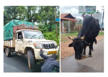 ಸುಬ್ರಹ್ಮಣ್ಯ: ಅಕ್ರಮ ಜಾನುವಾರು ಸಾಗಾಟದ ಪಿಕಪ್ ಪಲ್ಟಿ..!!