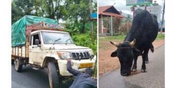 ಸುಬ್ರಹ್ಮಣ್ಯ: ಅಕ್ರಮ ಜಾನುವಾರು ಸಾಗಾಟದ ಪಿಕಪ್ ಪಲ್ಟಿ..!!
