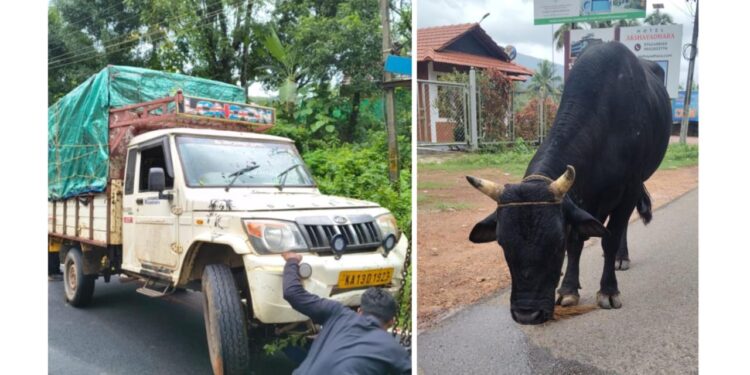 ಸುಬ್ರಹ್ಮಣ್ಯ: ಅಕ್ರಮ ಜಾನುವಾರು ಸಾಗಾಟದ ಪಿಕಪ್ ಪಲ್ಟಿ..!!