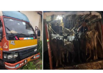 ಉಪ್ಪಿನಂಗಡಿಯಲ್ಲಿ ಅಕ್ರಮ ಜಾನುವಾರು ಸಾಗಾಟ ಪತ್ತೆ: ಇಬ್ಬರ ಬಂಧನ, ಓರ್ವ ಪರಾರಿ..!!
