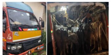ಉಪ್ಪಿನಂಗಡಿಯಲ್ಲಿ ಅಕ್ರಮ ಜಾನುವಾರು ಸಾಗಾಟ ಪತ್ತೆ: ಇಬ್ಬರ ಬಂಧನ, ಓರ್ವ ಪರಾರಿ..!!
