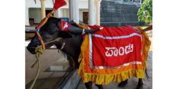 ಕಂಬಳ ಕ್ಷೇತ್ರದ ಲೆಜೆಂಡ್ ಪಾಂಡು ಇನ್ನಿಲ್ಲ..!!