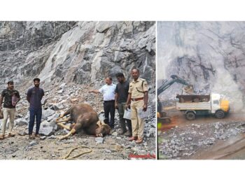 ವಿಟ್ಲ: ಕಲ್ಲಿನ ಕೋರೆಗೆ ಬಿದ್ದು ಮೂರು ಕಾಡುಕೋಣಗಳು ಮೃತ್ಯು..!