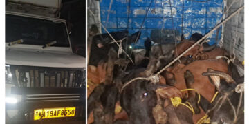 ಪುತ್ತೂರು: ಅಕ್ರಮ ಗೋಸಾಗಾಟ ವಾಹನ ಪತ್ತೆ; 11 ಗೋವುಗಳ ರಕ್ಷಣೆ..!