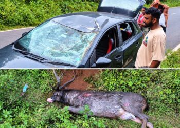 ಗುಂಡ್ಯ–ಸುಬ್ರಹ್ಮಣ್ಯ ಹೆದ್ದಾರಿಯಲ್ಲಿ ಕಾರಿಗೆ ಕಡವೆ ಡಿಕ್ಕಿ: ಸ್ಥಳದಲ್ಲೇ ಕಡವೆ ಮೃತ್ಯು..!