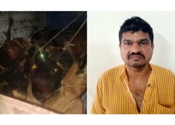 ಪುತ್ತೂರು: ಅಕ್ರಮವಾಗಿ ಕೇರಳಕ್ಕೆ ಸಾಗಿಸುತ್ತಿದ್ದ 11 ಜಾನುವಾರುಗಳ ರಕ್ಷಣೆ; ಓರ್ವ ಬಂಧನ..!