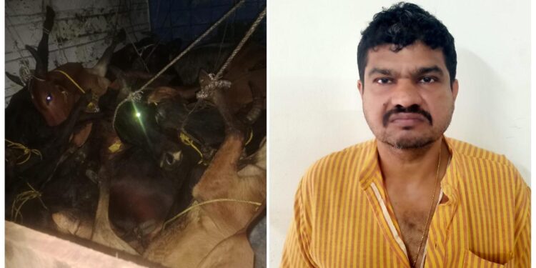 ಪುತ್ತೂರು: ಅಕ್ರಮವಾಗಿ ಕೇರಳಕ್ಕೆ ಸಾಗಿಸುತ್ತಿದ್ದ 11 ಜಾನುವಾರುಗಳ ರಕ್ಷಣೆ; ಓರ್ವ ಬಂಧನ..!