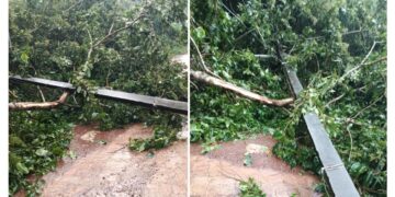 ಪುತ್ತೂರು: ಗಾಳಿ ಮಳೆಗೆ ಬನ್ನೂರಿನಲ್ಲಿ ಮುರಿದು ಬಿದ್ದ ಮರ, ವಿದ್ಯುತ್ ಕಂಬ..!
