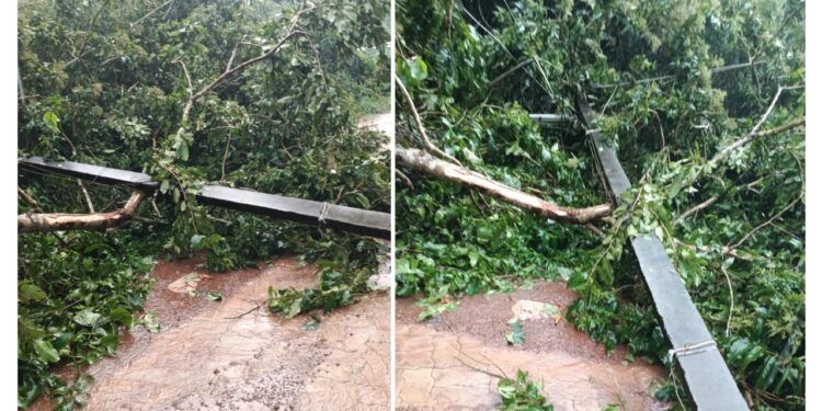 ಪುತ್ತೂರು: ಗಾಳಿ ಮಳೆಗೆ ಬನ್ನೂರಿನಲ್ಲಿ ಮುರಿದು ಬಿದ್ದ ಮರ, ವಿದ್ಯುತ್ ಕಂಬ..!